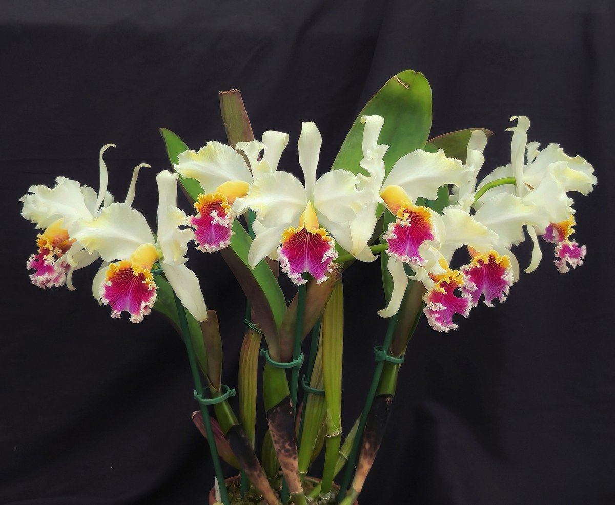 kaijlv271's tweet photo. C. rex ayacucho, best shape I've ever seen. Gotta send it to judging tomorrow, hopefully a little bit botrytis spots won't hurt my feelings...good luck to me. 😉
#cattleya #orchids #orquideas #horticulture #floral #洋蘭 https://t.co/NclTQrwNO4