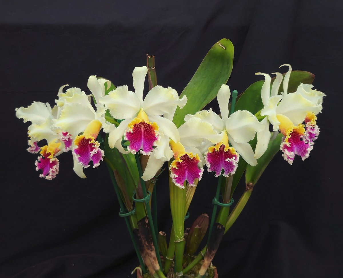 kaijlv271's tweet photo. C. rex ayacucho, best shape I've ever seen. Gotta send it to judging tomorrow, hopefully a little bit botrytis spots won't hurt my feelings...good luck to me. 😉
#cattleya #orchids #orquideas #horticulture #floral #洋蘭 https://t.co/NclTQrwNO4