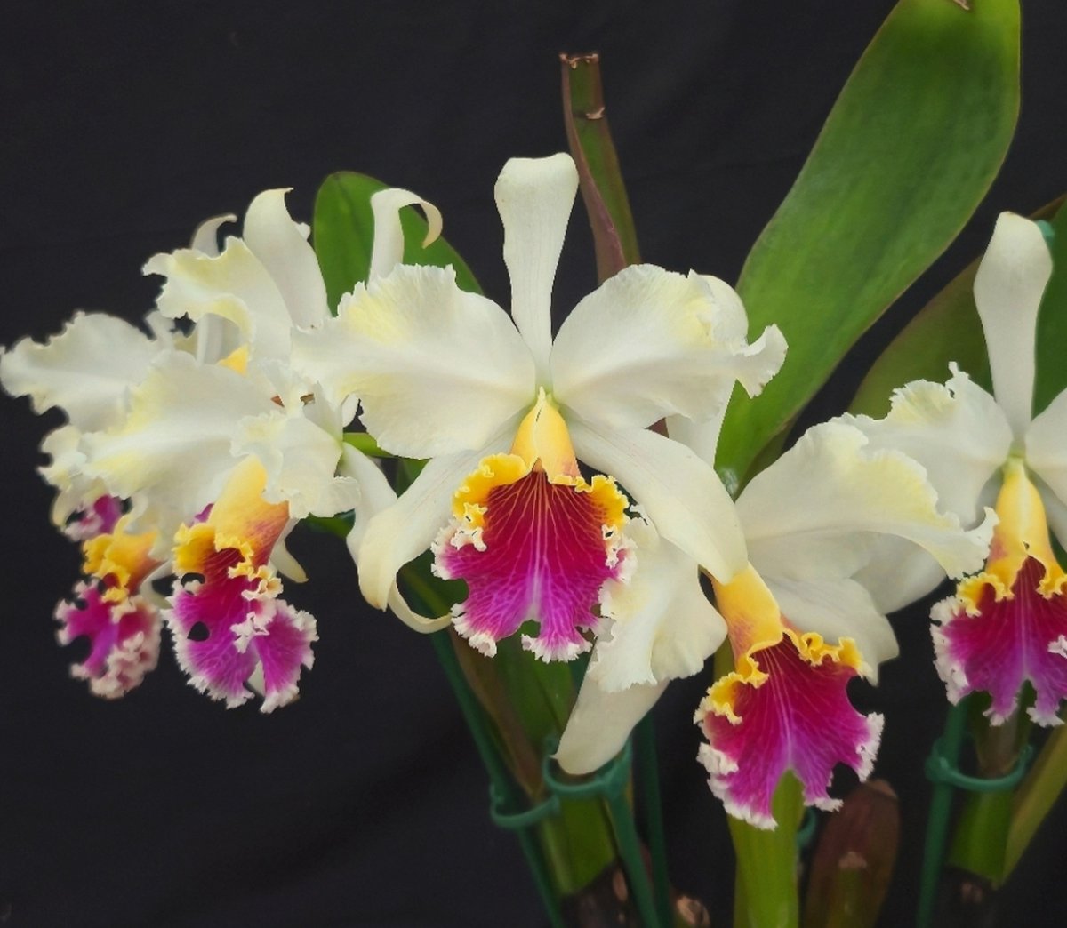 kaijlv271's tweet photo. C. rex ayacucho, best shape I've ever seen. Gotta send it to judging tomorrow, hopefully a little bit botrytis spots won't hurt my feelings...good luck to me. 😉
#cattleya #orchids #orquideas #horticulture #floral #洋蘭 https://t.co/NclTQrwNO4