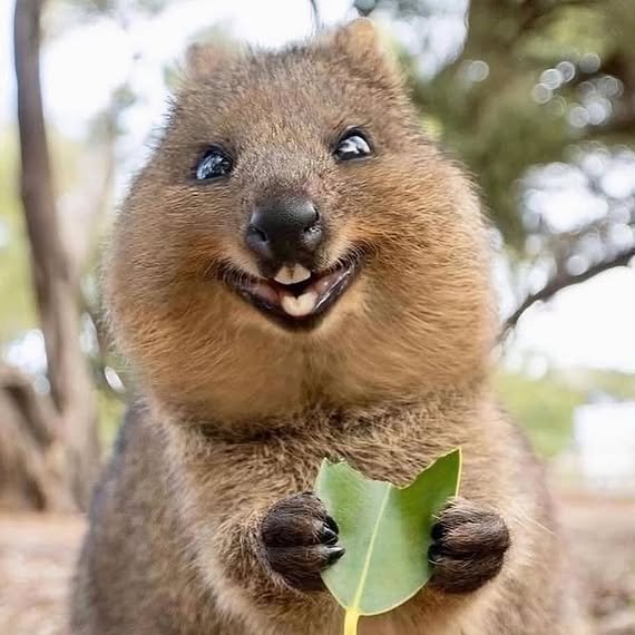 AcervoCharts's tweet photo. Conheça o Quokka, o animal mais feliz do mundo. https://t.co/KO8ejemPN0