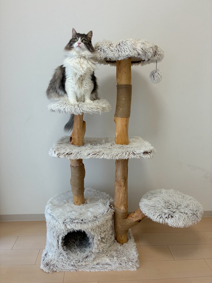 okapi1120's tweet photo. 三連休初日の目標
「新しいキャットタワーを組み立てる」 https://t.co/ShWEticdpA