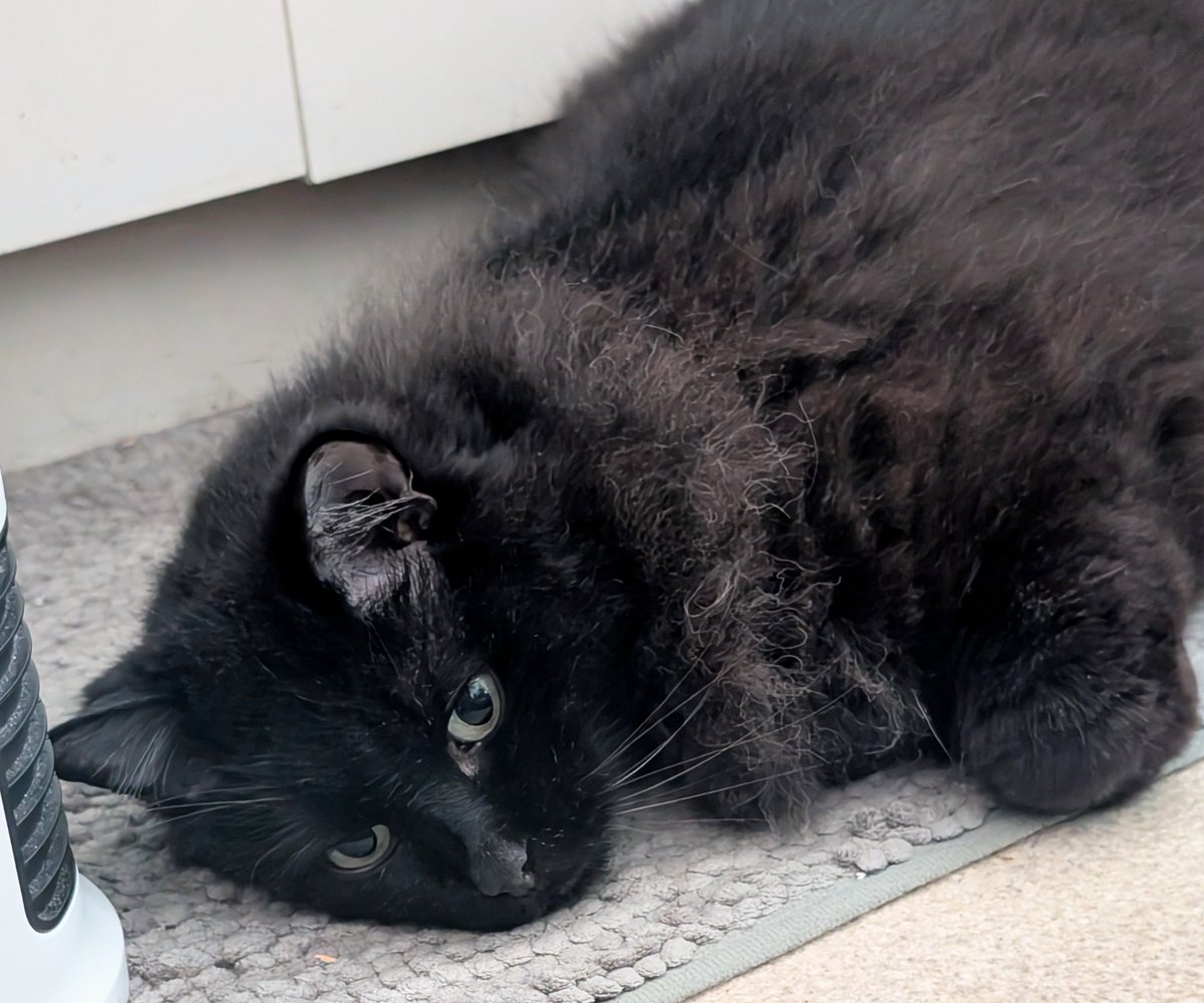 kuronekoshuba's tweet photo. みにゃさまも
　　万象お繰り合わせの上
　　　集うにゃ～〜〜🐈‍⬛
　　　
#黒モフの集い https://t.co/9B7C97BDx1