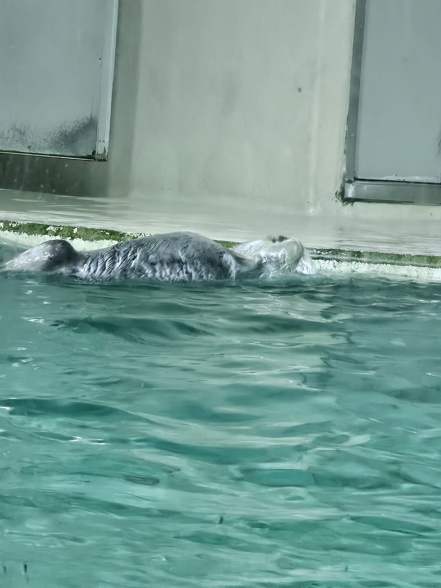 ekomyu's tweet photo. 鳥羽水族館写真へたくそ選手権 https://t.co/qORbdgD9oh