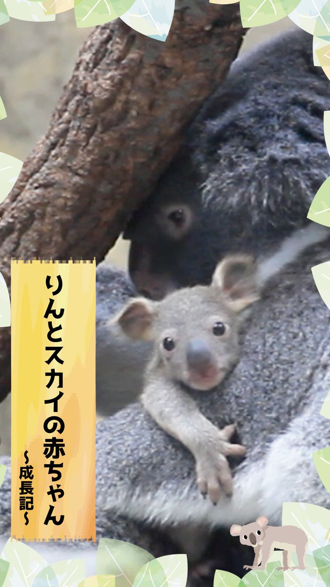 higashiyamapark's tweet photo. 【Instagram更新しました】 
コアラのりんとスカイの間に生まれた赤ちゃんです✨
母親のおなかの袋から出て姿を見せるようになりました❤️
かわいい時期が続きます、ぜひ見にきてくださいね🎵

https://t.co/wgjaruG1JF

#コアラ #赤ちゃん #東山動植物園 https://t.co/hsXkYc8kd7