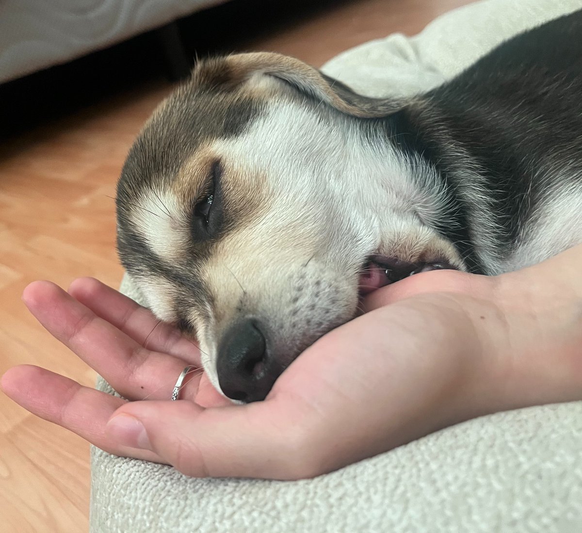 maay_solis's tweet photo. mi gorda se quedó dormida mordiendo mi mano😭😭 https://t.co/adxVcALlrG