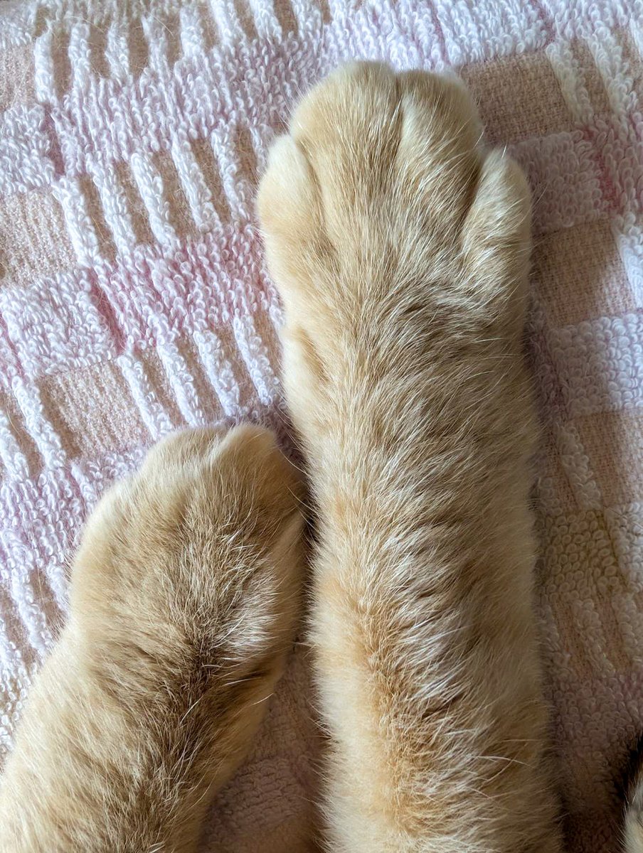 purinlala's tweet photo. おててあった https://t.co/7TpfHZAjYL