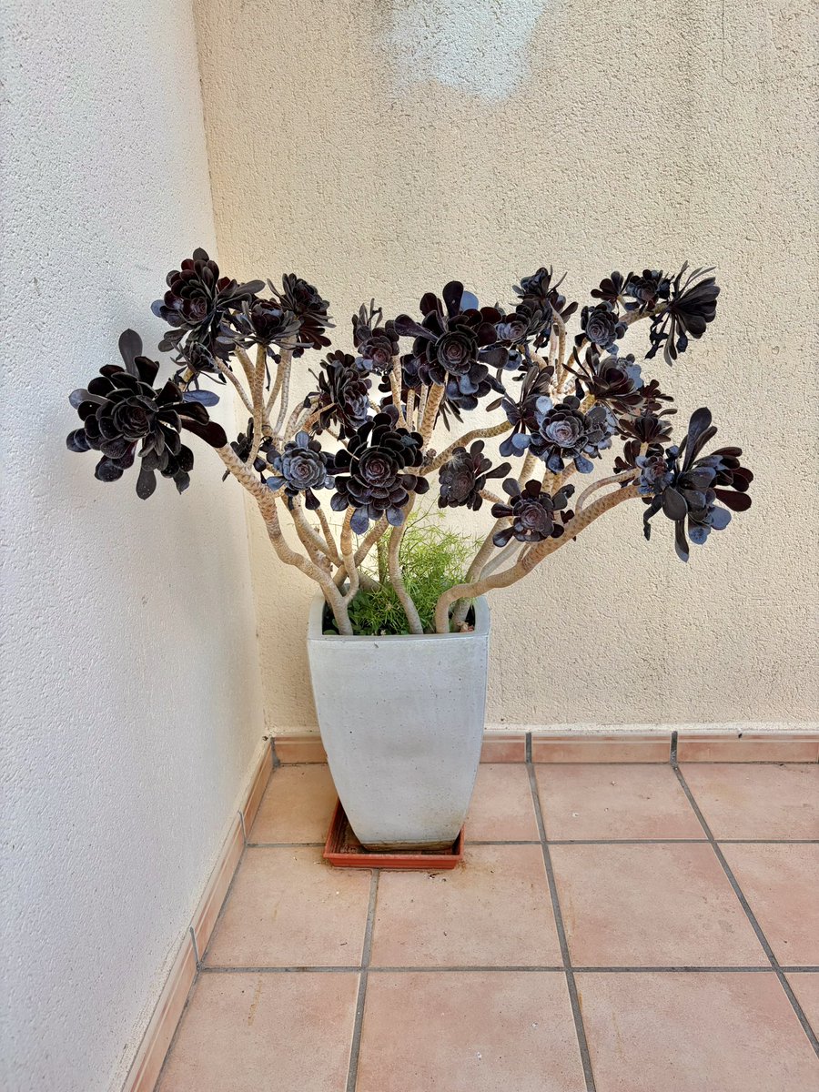 nachoramosc's tweet photo. Aeonium arboreum atropurpureum. Un poco de belleza ante tanto dolor por la quema de mi Sierra Norte de Guadalajara.  #MarinaAlta #Alicante https://t.co/9fb7cKEK3C