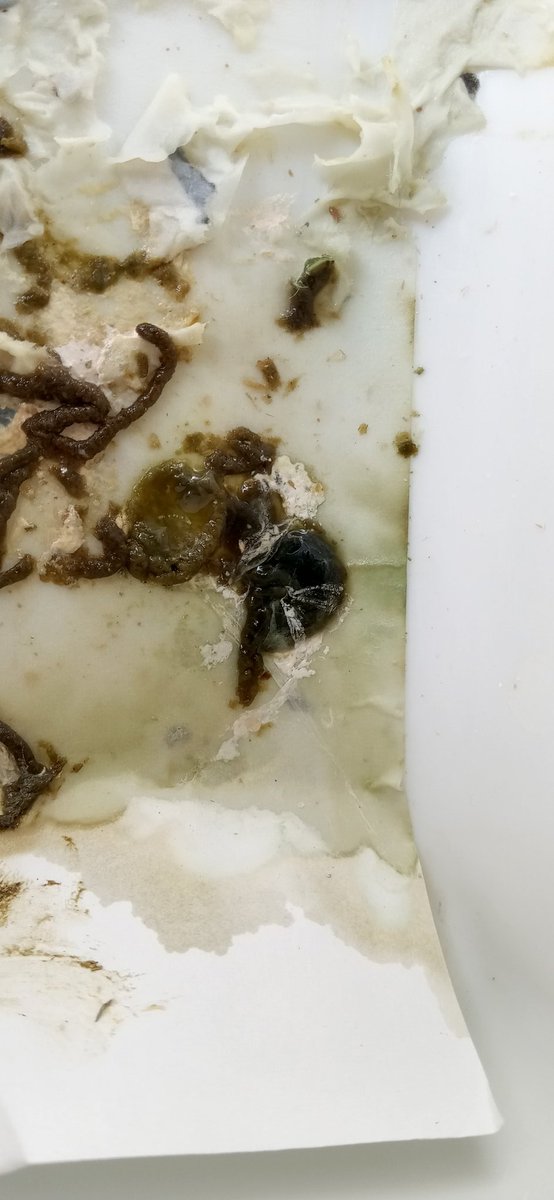 aoiail's tweet photo. タール便？
真っ黒ではないけど、だいぶ濃い。
元気＆食欲は旺盛。
水が多いのは普段から。
食べたのはナチュラル色のペレットと少しのシード。野菜など他のものは入れてない。
#マメルリハ #インコ https://t.co/2Wc9yzONT5