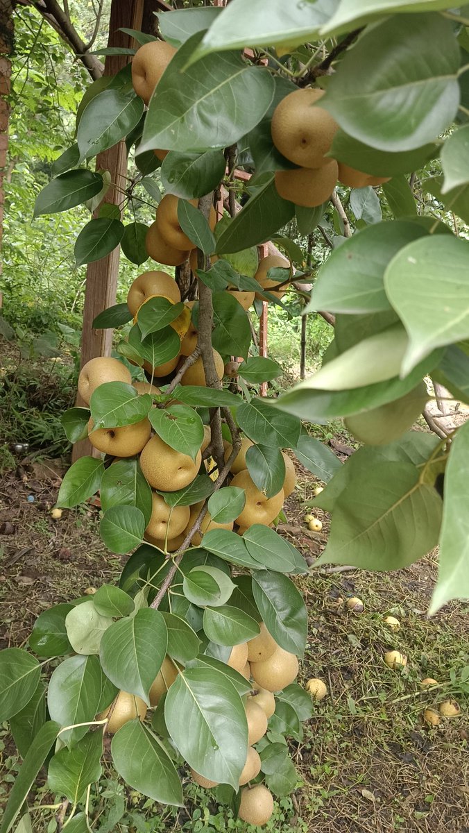 lesleydbiswas's tweet photo. Just in time for the pears😊

#homegrown #organicfruit #freshfruit #backyardfarming #mccluskiegunj https://t.co/HKr1hmkslt