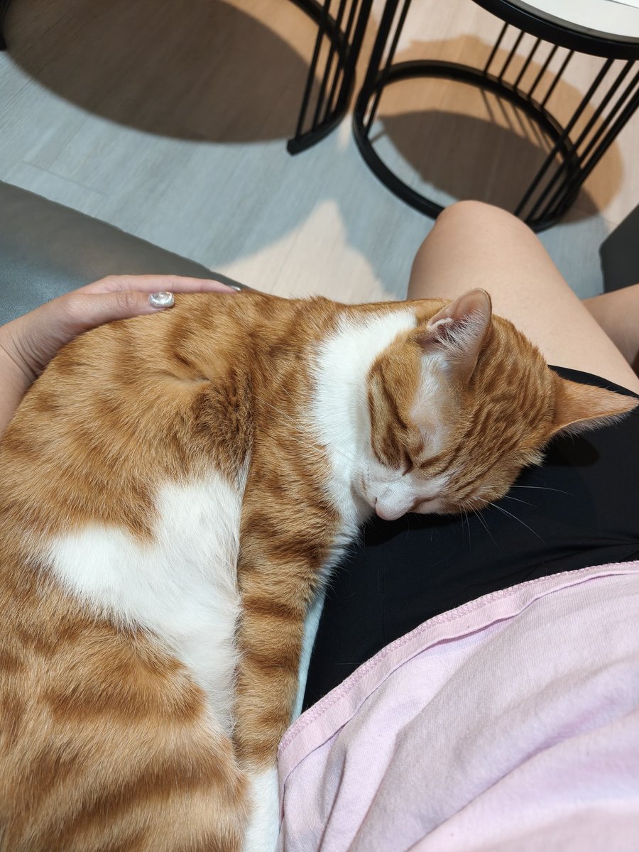 Cherriechien1's tweet photo. 昨晚福寶靠著媽媽睡了一會兒
很感動
畢竟他不親人
大���是知道媽媽這兩天股票賠了不少錢吧
還是要努力維持吃好睡好
迎接下週一的血洗
我好害怕....😭 https://t.co/unnbfORFr8