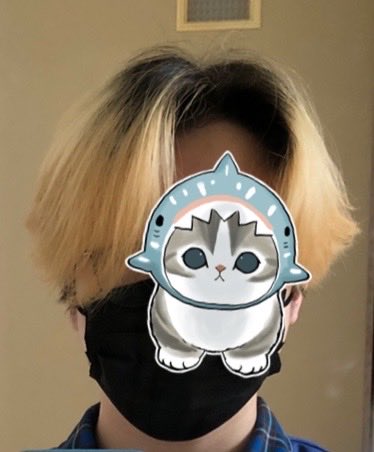 고양이 tweet media