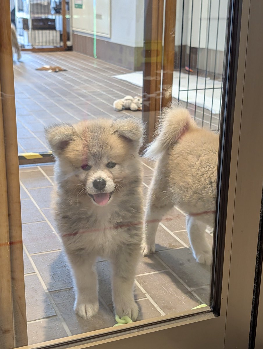 akitainusuki's tweet photo. 早めの夏休みで大館に行ってました🐶

秋田犬会館の2ヶ月ちゃん達☺️ https://t.co/MsbFM6Wjg8