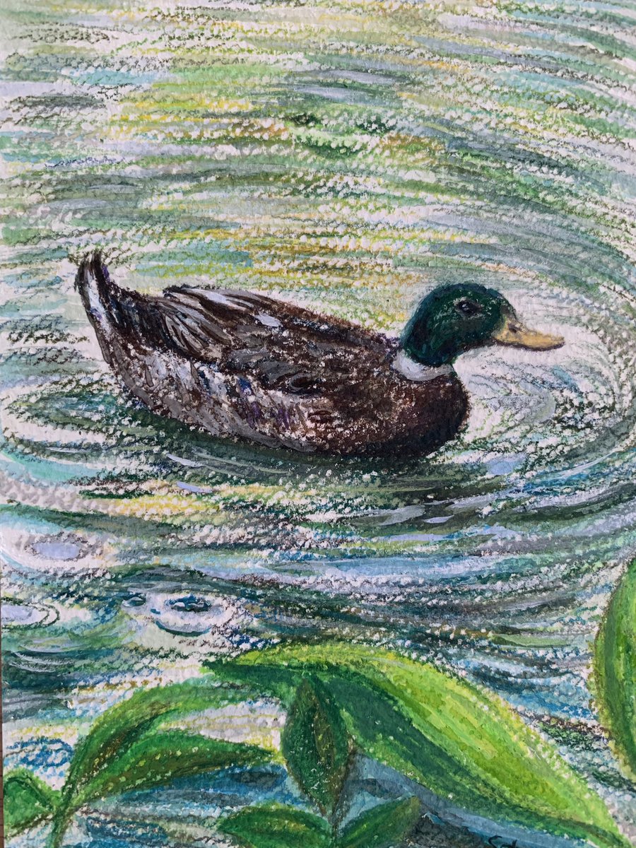 kusesanae's tweet photo. 可愛い鴨を見たので描きたくなって
色鉛筆とアクリル絵の具で描いてみた✨
🦆
#絵　
#色鉛筆　#絵本 https://t.co/Djy15ai6fv