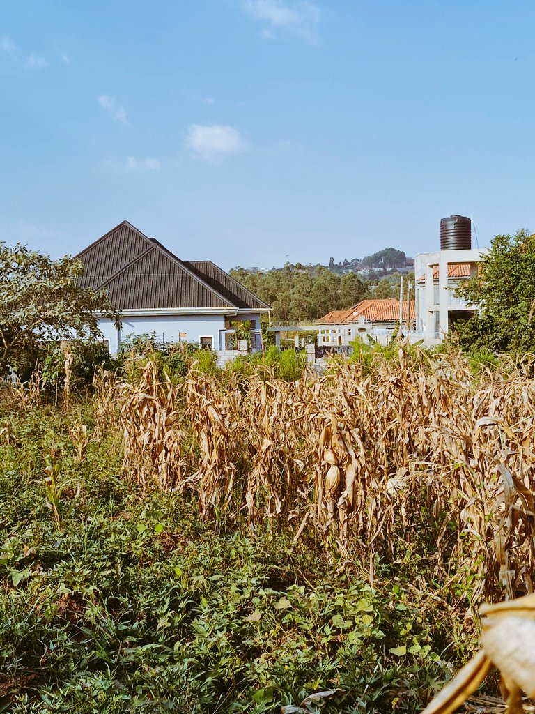 TrustPropertyUg's tweet photo. LOCATED #KIRA_Nabusugwe
PLOT SIZE #12DECIMALS (50X100FTS)
Plot for sale at only #85m ugx.
Very close to the main road.
Neighborhood is good and quiet.
Land tittle available.
CALL 📞 WHATSAPP 0777 555920 )
+256) 754133332 https://t.co/C1XvlIMwaI