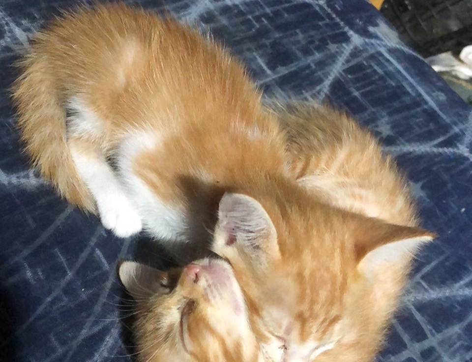 CatsterClub's tweet photo. หาบ้านให้น้องแมว (ฝากประกาศ)
น้องน่าจะพลัดตกจากที่สูงเลยยทำไห้ขาหักบิดเบี้ยว
พันธุ์ เปอร์เซียผสมไทย อายุ2เดือน เพศผู้
พิกัด : อำเภอท่าเรือ จังหวัดพระนครศรีอยุธยา
โทร : 0618734147
ใครสนใจรับดูแลติดต่อหาเจ้าของได้เลยนะคะ หรือ ช่วยกันรีกระจายข่าวก็ได้ค่ะ มาช่วยกันหาบ้านอันอบอุ่นให้น้องกันนะคะ