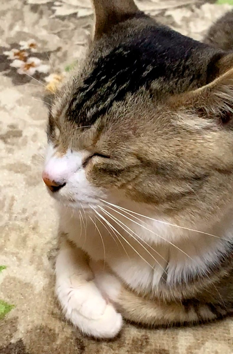 はるきち (@harukichi_cats) / Posts / X