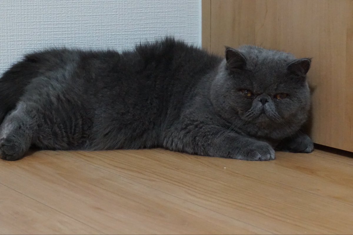 chocolattafeel's tweet photo. 爪切りしたら心閉ざした猫様 https://t.co/fnLY91TTKA