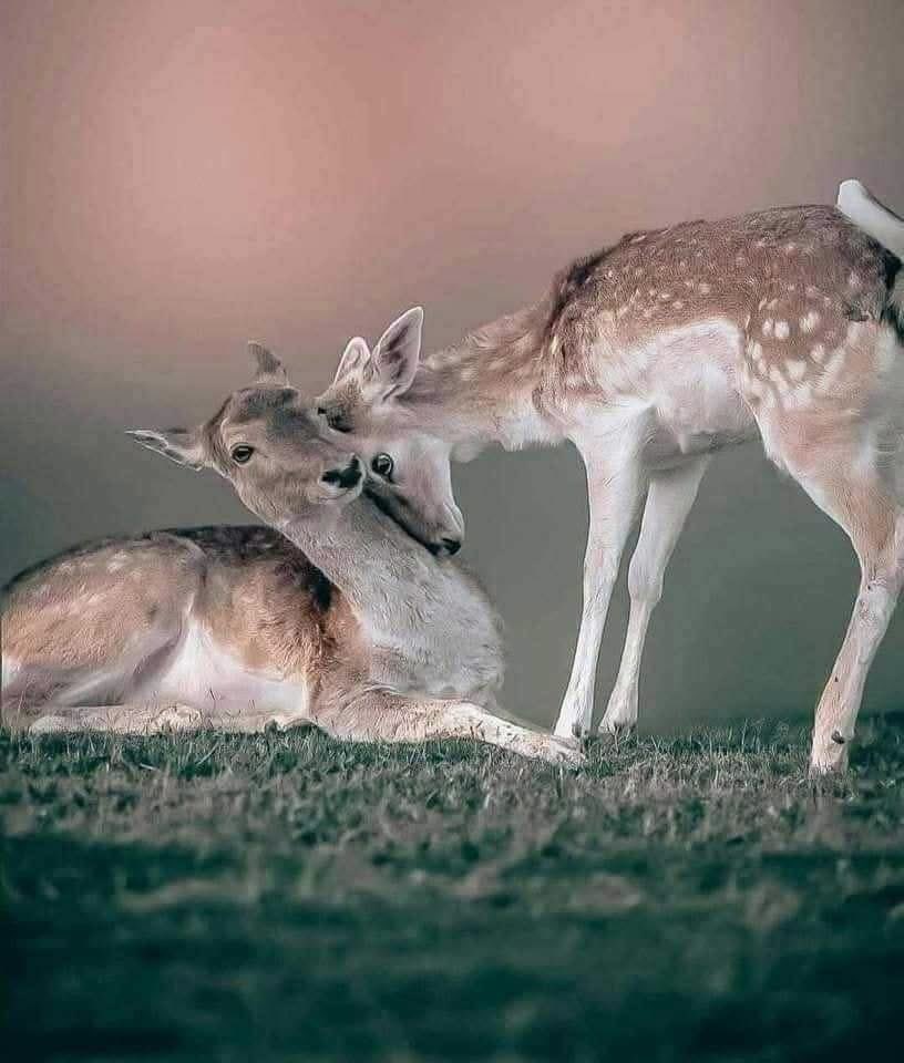 rafaeeall's tweet photo. "رغم أن الغزال لم يُخلق للأذى..
إلا أنه يعيش حياته كاملة وهو يتعلم كيف ينجو..
وكأن بعض الكائنات تولد بريئة في أماكن لا ترحم
الرقة"! 🌸 https://t.co/87iAHt2CwT