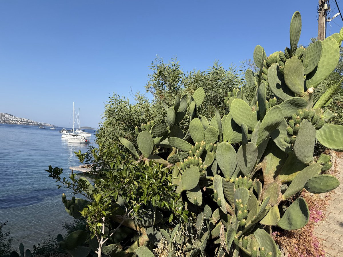 Secilto's tweet photo. Bodrum’da geçirdiğim en kötü zamanlar. Sağlık sorunlarının yanında bitmeyen hava değişimi semptomları ile mücadele etmekten bitap düştüm.
Şükür bugün yavaş ve dinlenerek de olsa yürüdüm ☺️ https://t.co/a9cLQtrcQB