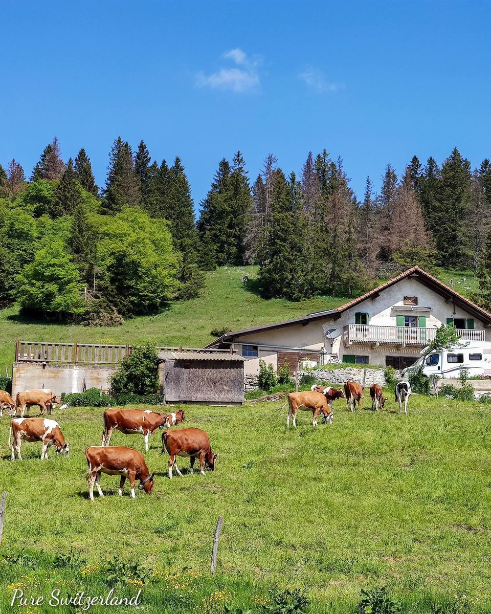 naturebeauty760's tweet photo. Jura, Switzerland 🇨🇭 https://t.co/y5awDHFanN