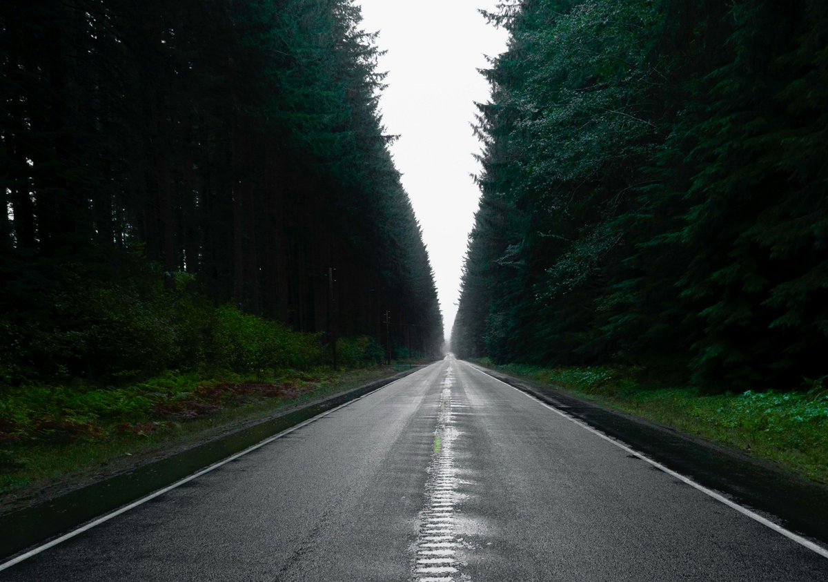 earthcurated's tweet photo. Before there was Google Maps, there were trees.🌲 

The original GPS https://t.co/FTGAd8uWbw