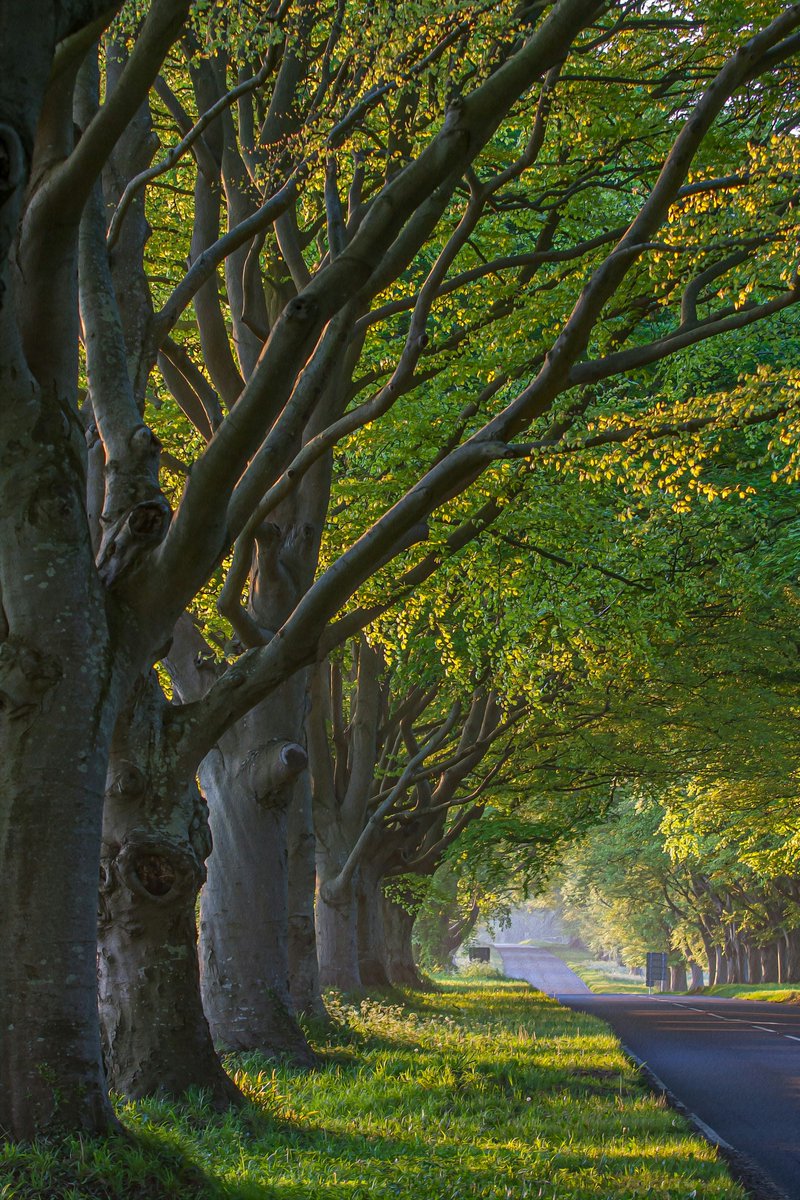 earthcurated's tweet photo. Before there was Google Maps, there were trees.🌲 

The original GPS https://t.co/FTGAd8uWbw