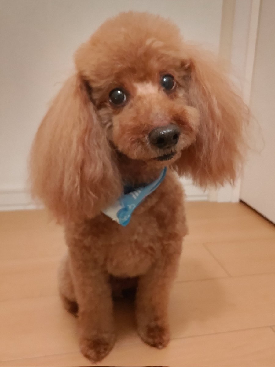 JNanae's tweet photo. いぬカフェ行ってきた🐶

みんな可愛くてすごく癒されて楽しかった✨
また遊びに来よっ🦮

でもでもナナにとっての１番はやっぱりこの子❣️
エイトに会いたくなった💓💓 https://t.co/zSkGEl8WxJ