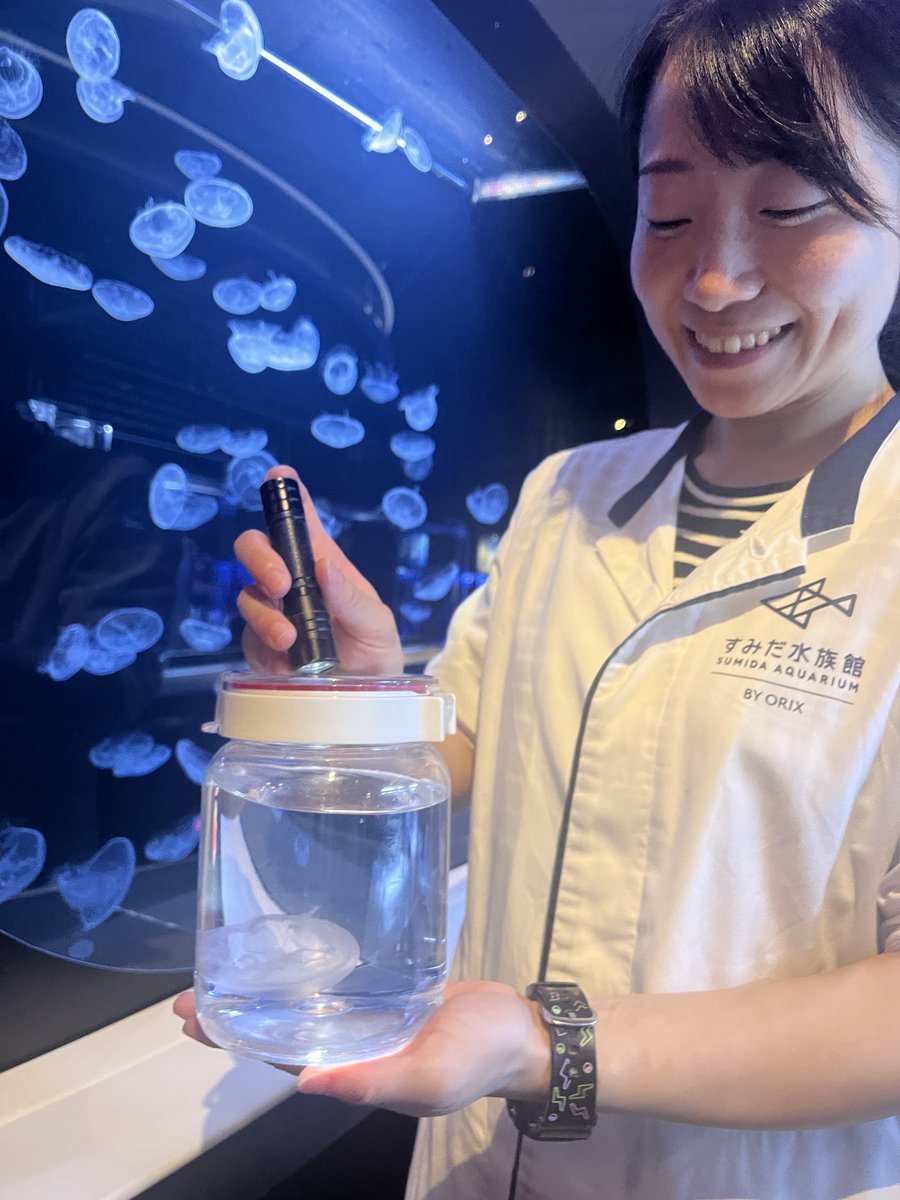 Sumida_Aquarium's tweet photo. ＼有料ワークショップ  ふわふわクラゲ🪼開催／
飼育スタッフの解説を聞きながら、ボトルに入ったミズクラゲを観察✨
クラゲがふわふわと漂うようすやゴハンを食べているようすをお手元でじっくり見ることができます😊

【開 催 日】2026年7月24日～9月12日/毎週金・土曜日
【開催時間】午後6時～6時30分
【参 加 費】1,000円／1組（税込み）

詳細・ご購入はこちら👇
https://t.co/clOh0vAbkm）

夏休みの自由研究にいかがですか？🪼