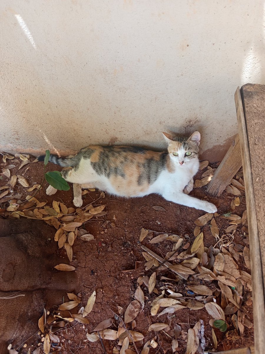 bicansiz's tweet photo. Letafet 🐈🐾 https://t.co/MW2Ude9QhN