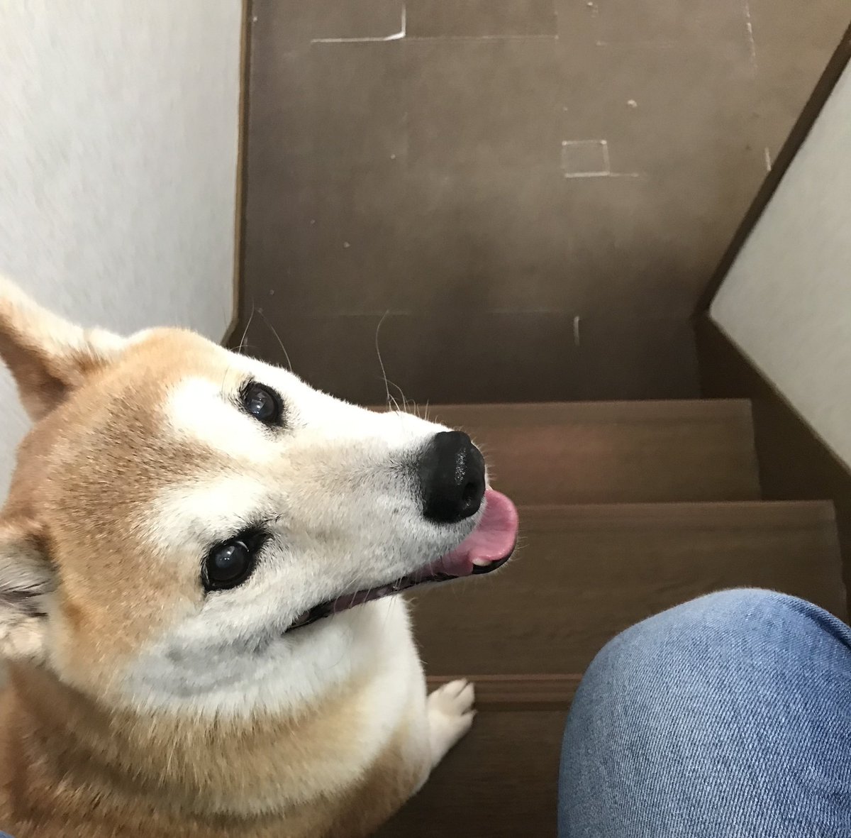 akaw0lf's tweet photo. これは布団におしっこ漏らしてニッコニコな犬 https://t.co/VyNyl2Tszy