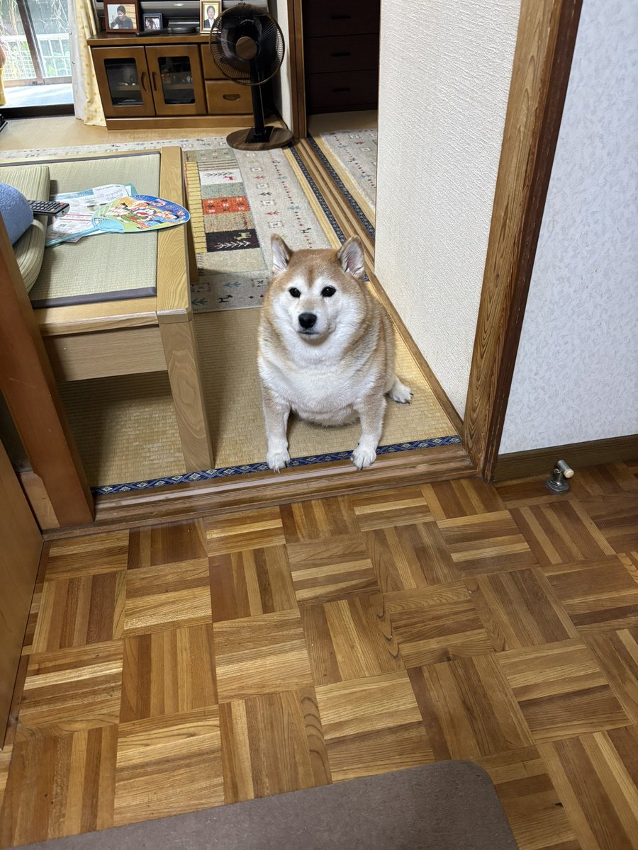 柴犬 まんてん tweet media