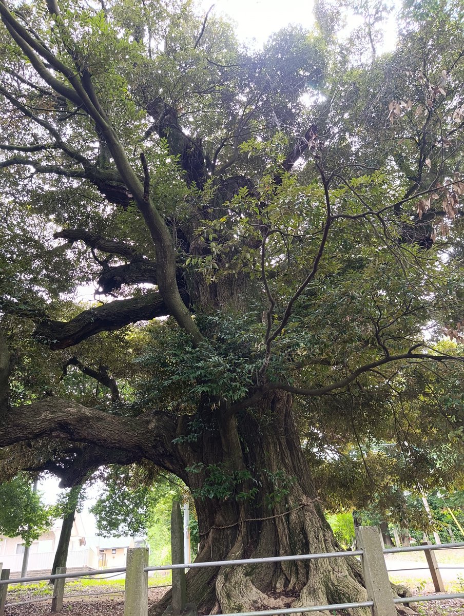 MiuUniverse's tweet photo. ️⭕️大発見‼️
つくば市
 茨城県つくば市樋の沢
月読神社⛩️に隠された
平将門公

📌重要📌
つくば市の「月読（つくよみ）神社」で見つけた、歴史の闇に葬られた凄まじい暗号。

今にも崩れそうな社殿は鎮守の森を奪われ、ソーラーパネルに囲まれていた。😱

宮司さんすら「知らない」と語るこの⚠️神社の真実が、
⚠️屋根の「妻飾（つまかざり）」の彫刻に遺されている。

📌重要📌
⚠️創建は945年、平将門公が討たれたわずか5年後。
⚠️将門の乱に連座し、追われた一族が密かに建てた「将門ゆかりの聖地」だ。

⚠️大っぴらに将門を祀れない江戸の職人たちは、屋根の下に命がけのギミックを仕込んだ。
⚠️手前に大胆に彫られているのは、どう見ても「フグ🐡（河豚）」のヒレと魚影。
📌重要📌
⚠️実は、将門の子孫や遺臣の間で、フグを食べることは死を招く「最大の禁忌（タブー）」とされている。

⚠️そして、そのフグの影に隠されるようにして、必死に踏ん張る人物の姿が彫り込まれている。
⚠️海の神（月読命）にちなんだ「恵比寿様」に見せかけながら、
⚠️その実、世間の目から隠され、今もなお守られ続けている
⚠️『平将門公』その人の姿ではないか――。

⚠️森が消え、社殿が朽ち果てようとも、職人が木彫りに託した「隠さなければいけなかった歴史」の記憶は、今も静かに息づいている。
#平将門 #歴史ミステリー #都市伝説 #月読神社 #つくば市 #神社巡り