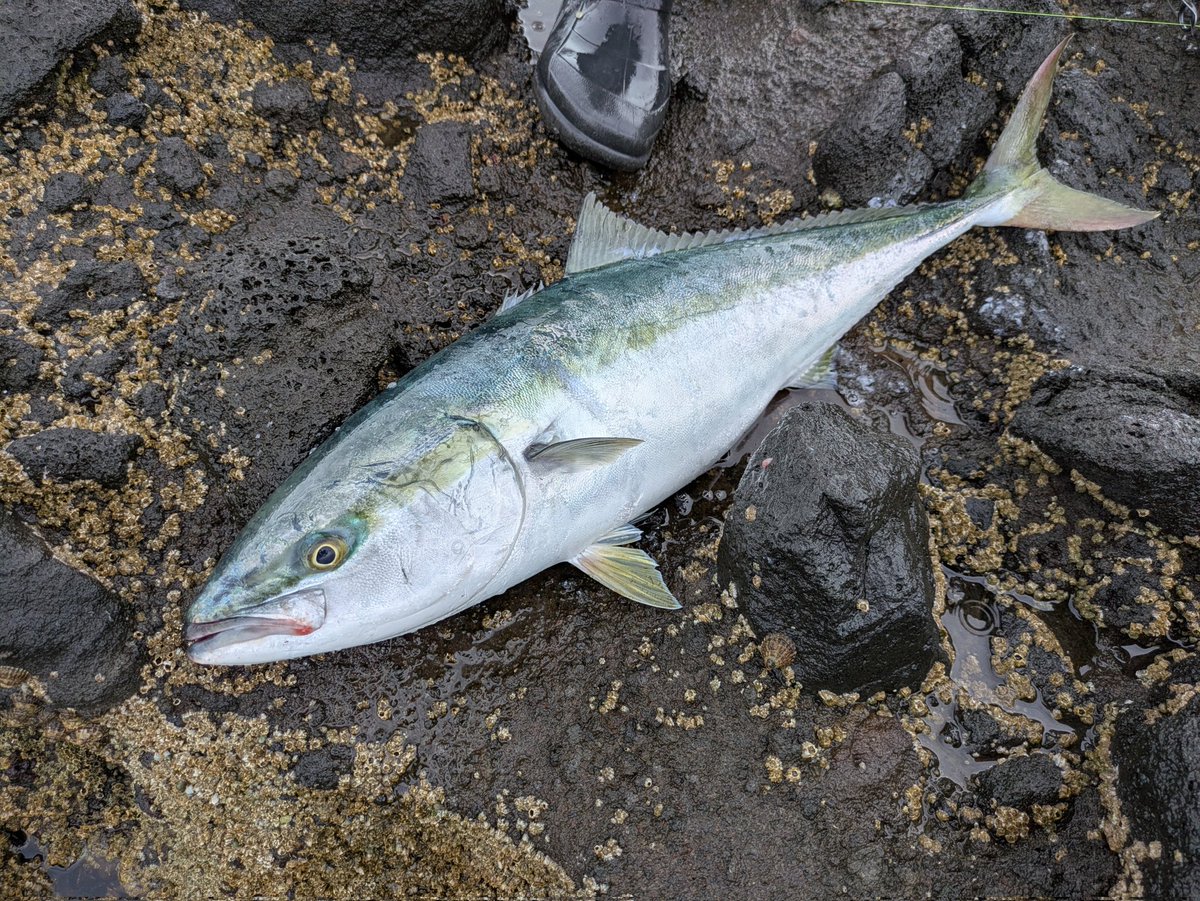 weeklyturisin's tweet photo. たった今、ショアから釣れたばかりのブリ動画を新デジタル釣り情報コンテンツのTSURETAにアップしました。ぜひご覧ください。ポイント��釣り場の情報をバッチリ掲載しています。
https://t.co/Bbfke2wOuP https://t.co/cbZpK9yjyy