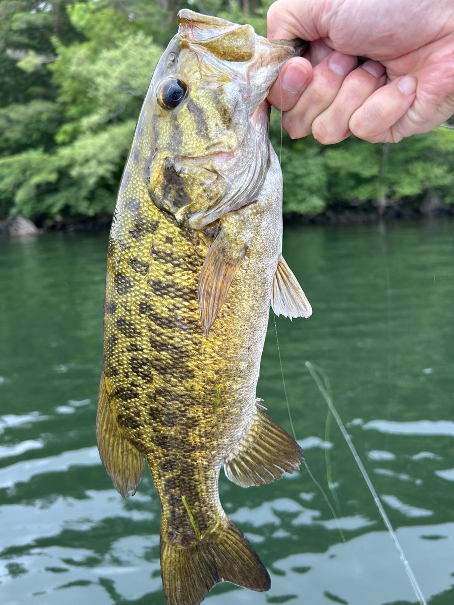 ogajun40's tweet photo. #桧原湖
#バス釣り
#スモールマウスバス

今日は2年ぶりに桧原湖で釣り🎣❣️
and息子も桧原湖デビュー😃

天気も涼しくて快適でした。
桧原湖最高👍 https://t.co/FIO3rrScvP