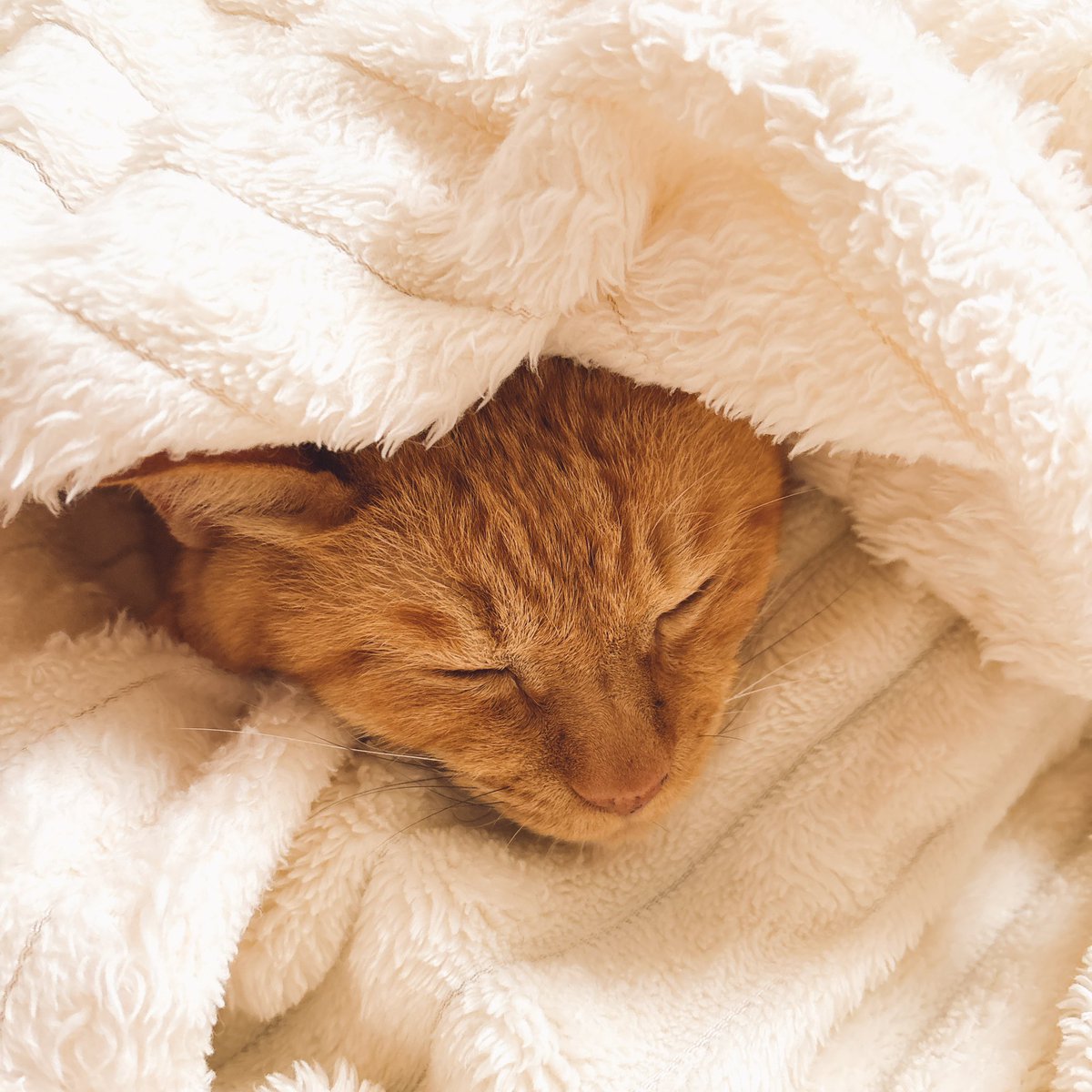 Luna_fain22's tweet photo. 過保護な飼い主☆*笑
全部ロイヤルカナンの肝臓に負担がないごはんにしてたけど、ロイヤルカナンの回復サポートごはんと消化の良いごはんに変更♡
良く食べて回復しつつあります❤️‍🩹
U-NEXTで『スンスン』『ジュラシックワールド』観たり一緒にのんびり♡
はぁ♡久々本当に落ち着くぅ❤️‍🔥
るなの顔ょ笑 https://t.co/s31CVgZ1GT