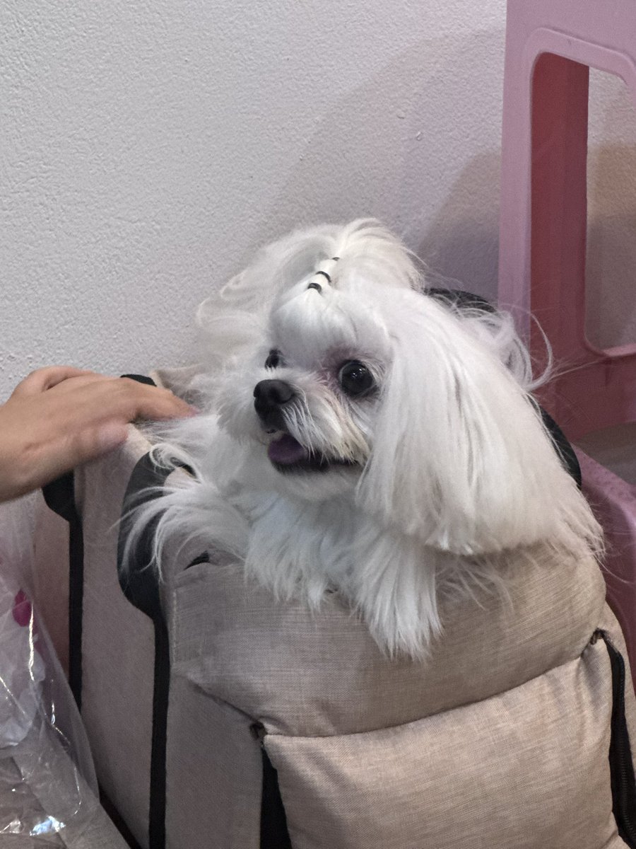 JAYtopia_th's tweet photo. น้องช้อยเช็คอิน🐶

#DOUBLETWOdoublejoywithJAY 🎂🤍

#JAYkansopon
#DICE_SONRAY https://t.co/Bc0EDL2BDf