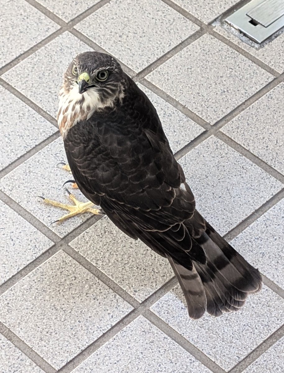 kurononbiri's tweet photo. なんやしらん、隣通っても逃げもしない猛禽のちいこいのがおった
(ジロジロ見て写真撮ってたら流石に威嚇された) https://t.co/94BgFuKvaO
