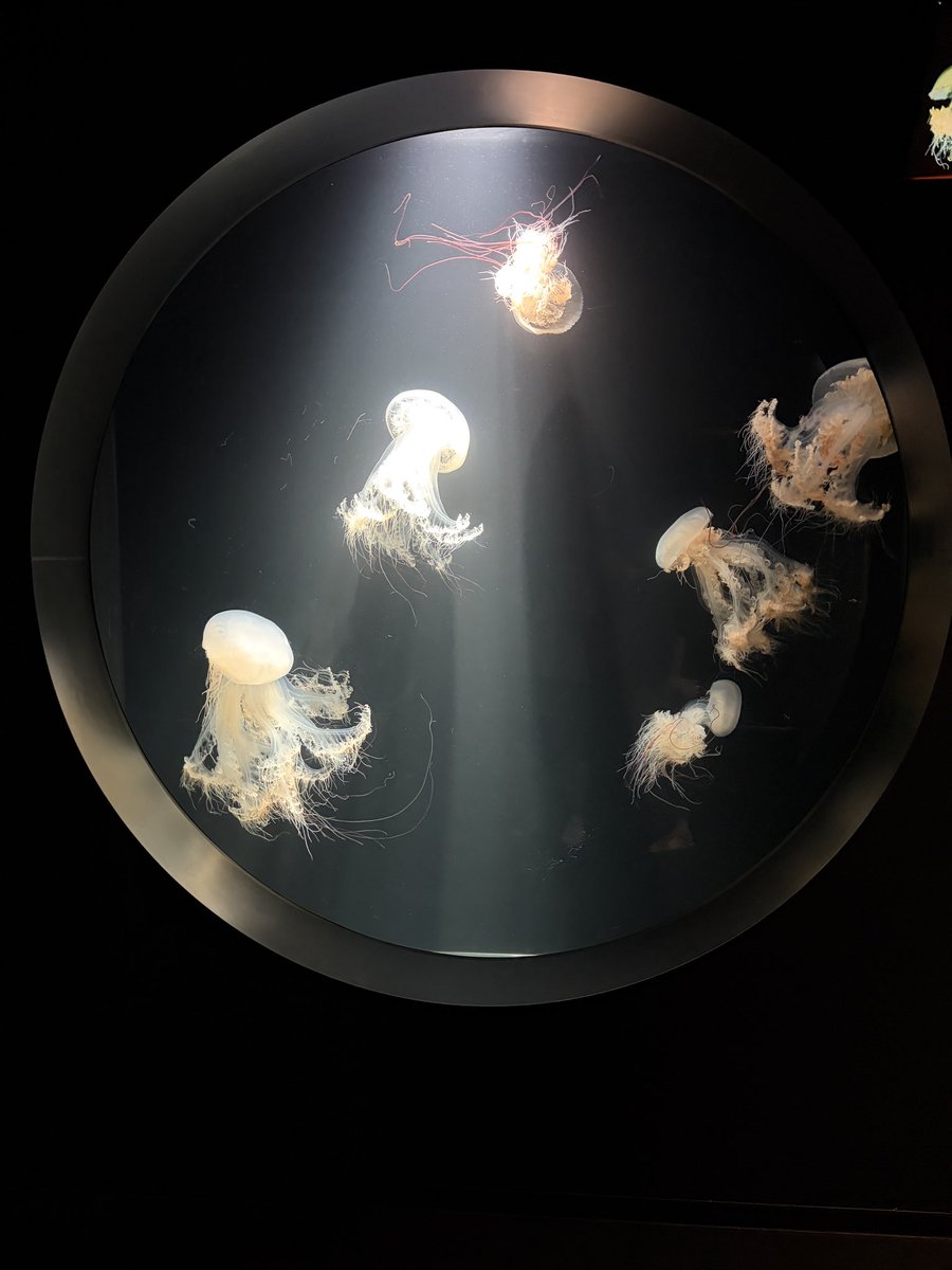 aramaki55's tweet photo. クラゲの水族館行ってきた https://t.co/7eUt5DuidU