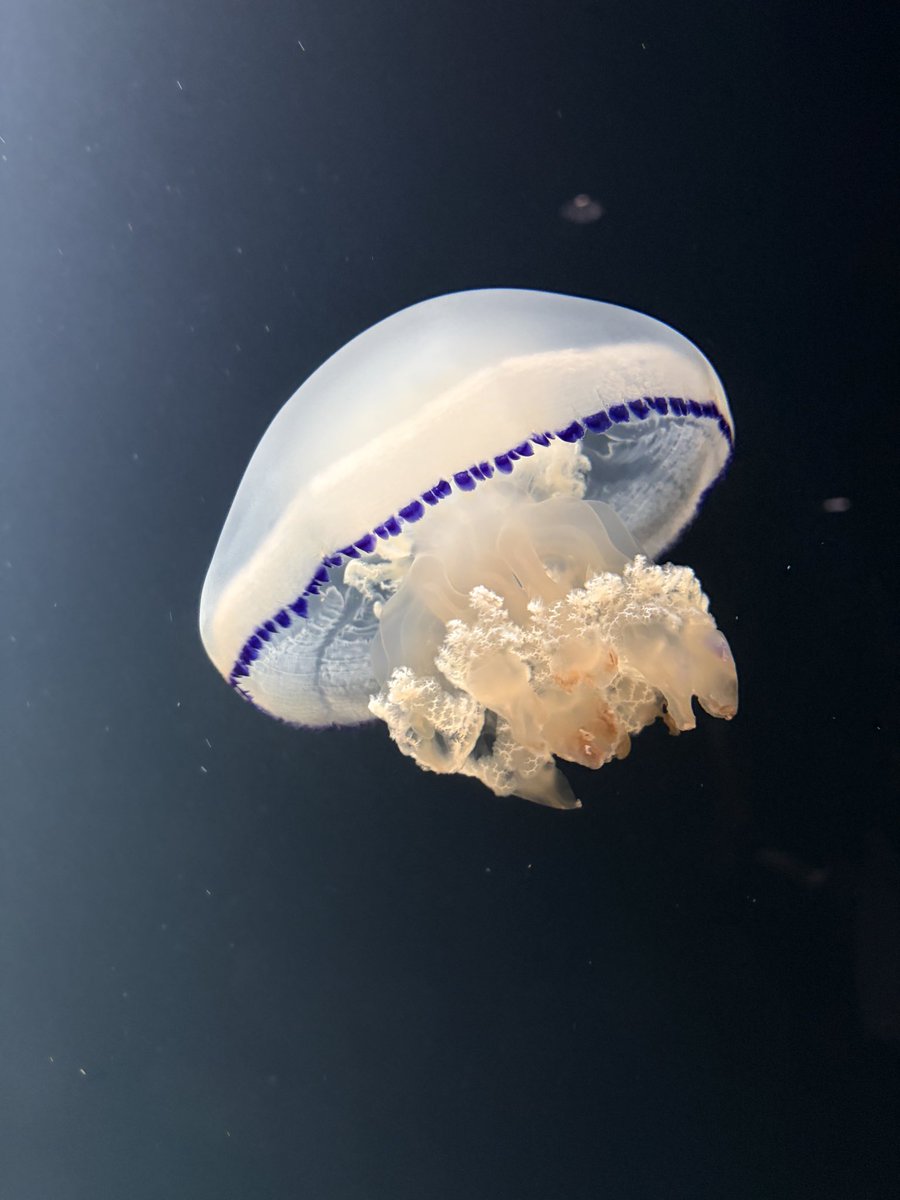 aramaki55's tweet photo. クラゲの水族館行ってきた https://t.co/7eUt5DuidU
