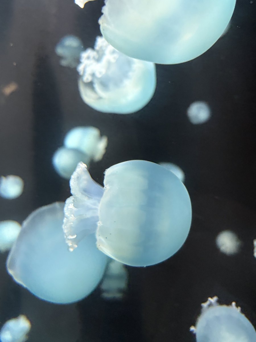aramaki55's tweet photo. クラゲの水族館行ってきた https://t.co/7eUt5DuidU