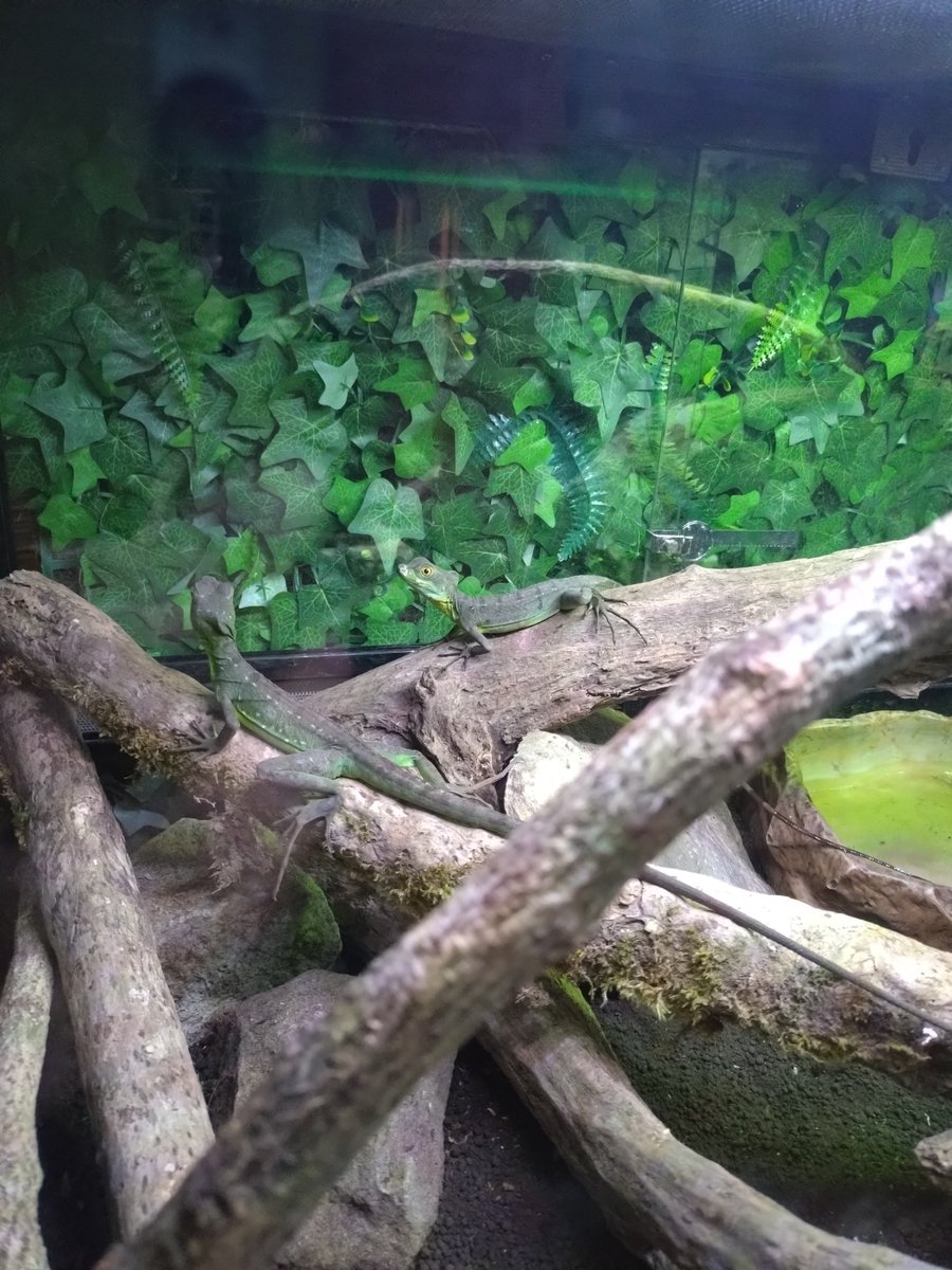 nowi_ta's tweet photo. アマゾン展行ってきた、ナマケモノとかね
タランチュラの写真もあるけど見る？ https://t.co/c98hX6q22x