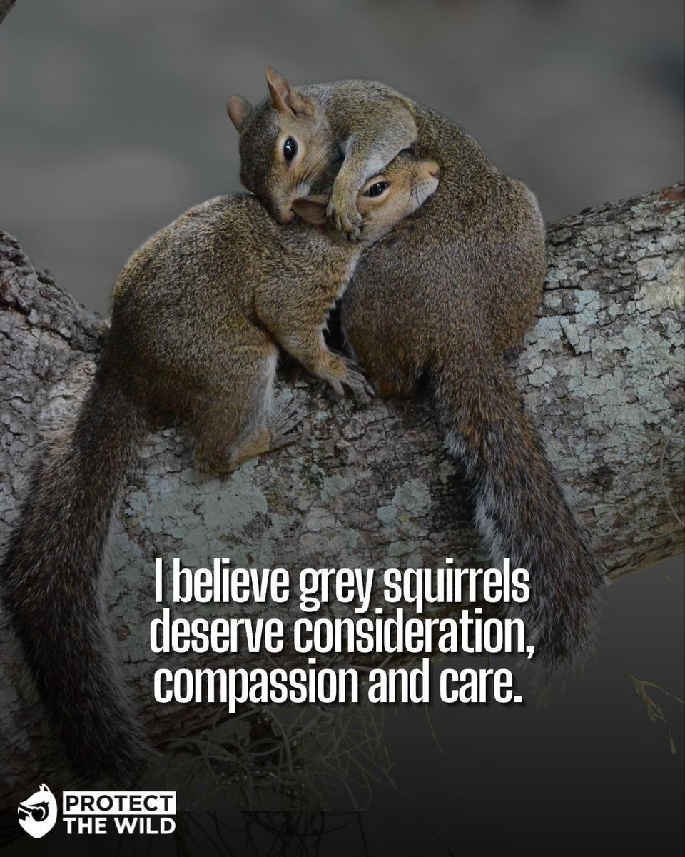 ProtectTheWild_'s tweet photo. Hated for existing in a place they never asked to be. Grey squirrels are paying for a human mistake, with their lives :( https://t.co/4nLS2rRkiC