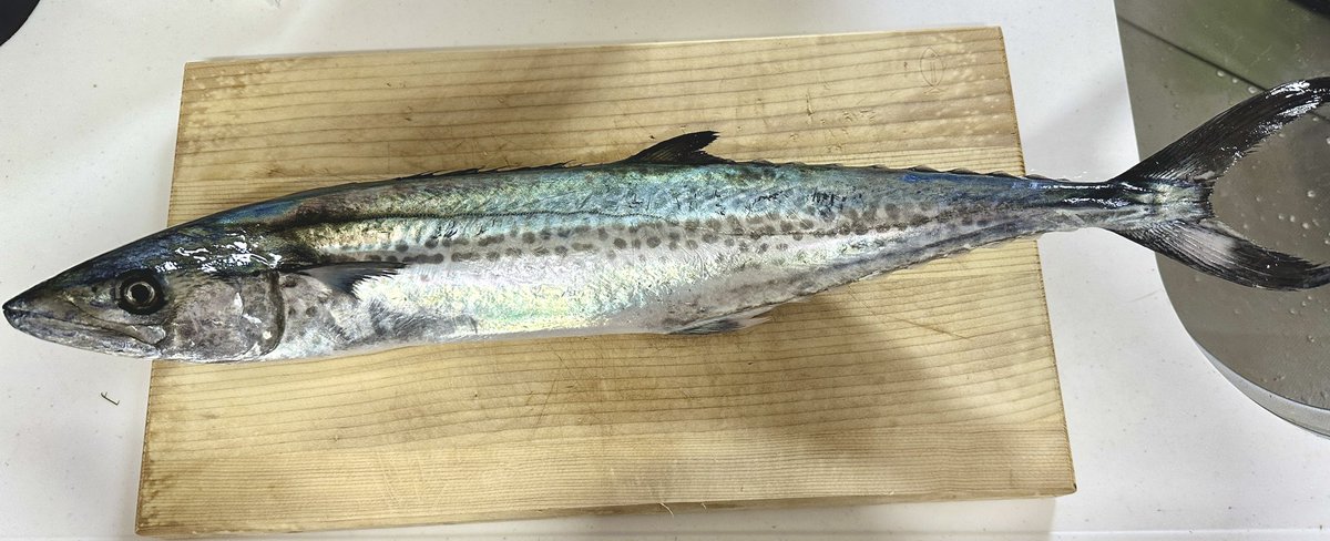 桃川ニジマス🐟🌈 tweet media