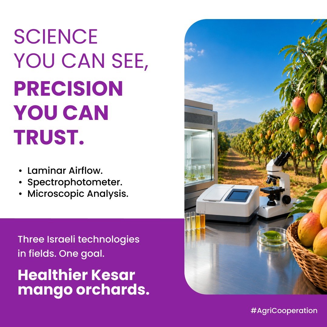 NewsAlgebraIND's tweet photo. Healthier Kesar mango orchards through science and precision.

Israeli technologies help improve orchard health with advanced scientific testing.
Laminar airflow, spectrophotometry, and microscopic analysis ensure accurate results.
These tools support better disease detection and quality monitoring.
Smarter technology means healthier trees, better yields, and higher-quality mangoes.
#AgriCooperation