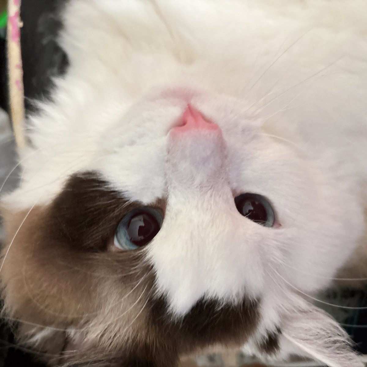 _Saku_ra__'s tweet photo. お椅子に座れないわっ！🐱 https://t.co/jkOK7ZTtaZ
