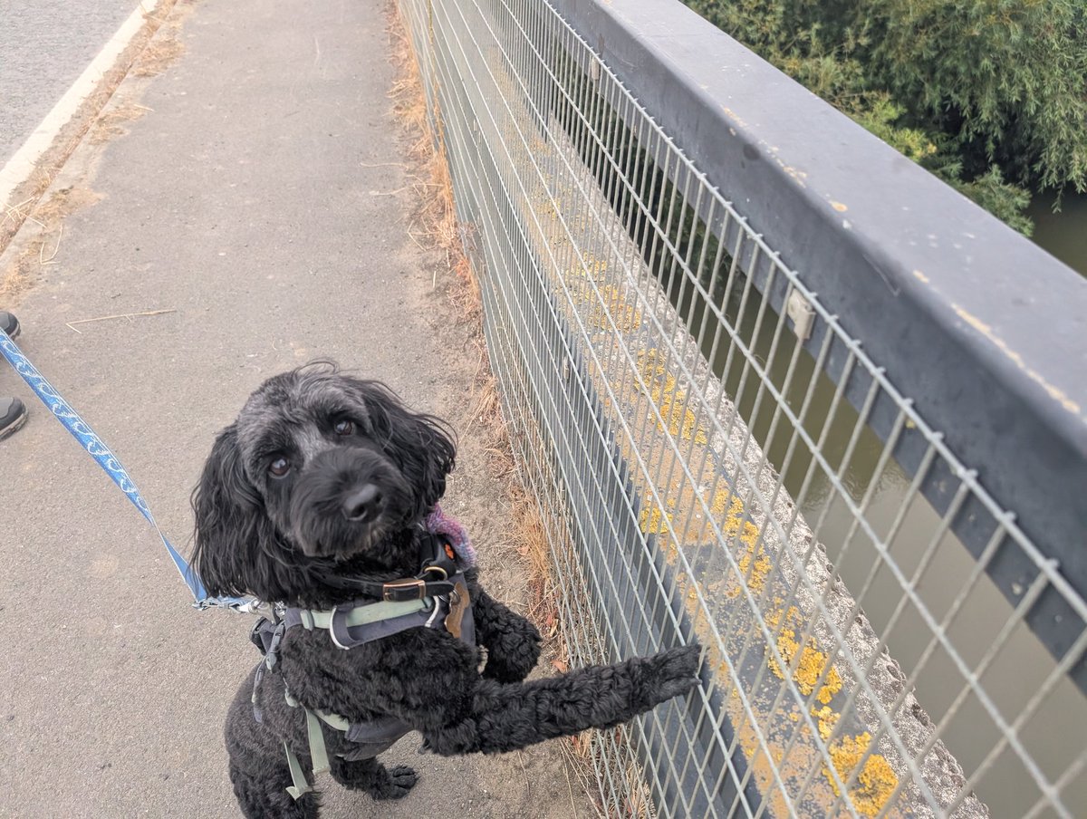 salixweeps's tweet photo. 11 miles into the walk 💪💪 https://t.co/cVjp7kTLlF