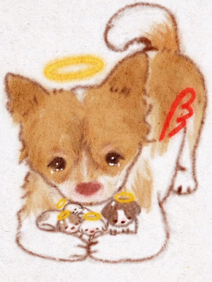 siemun439's tweet photo. 🐕‍🦺🐶🐕🐩🦮 https://t.co/3AYTLJalWT