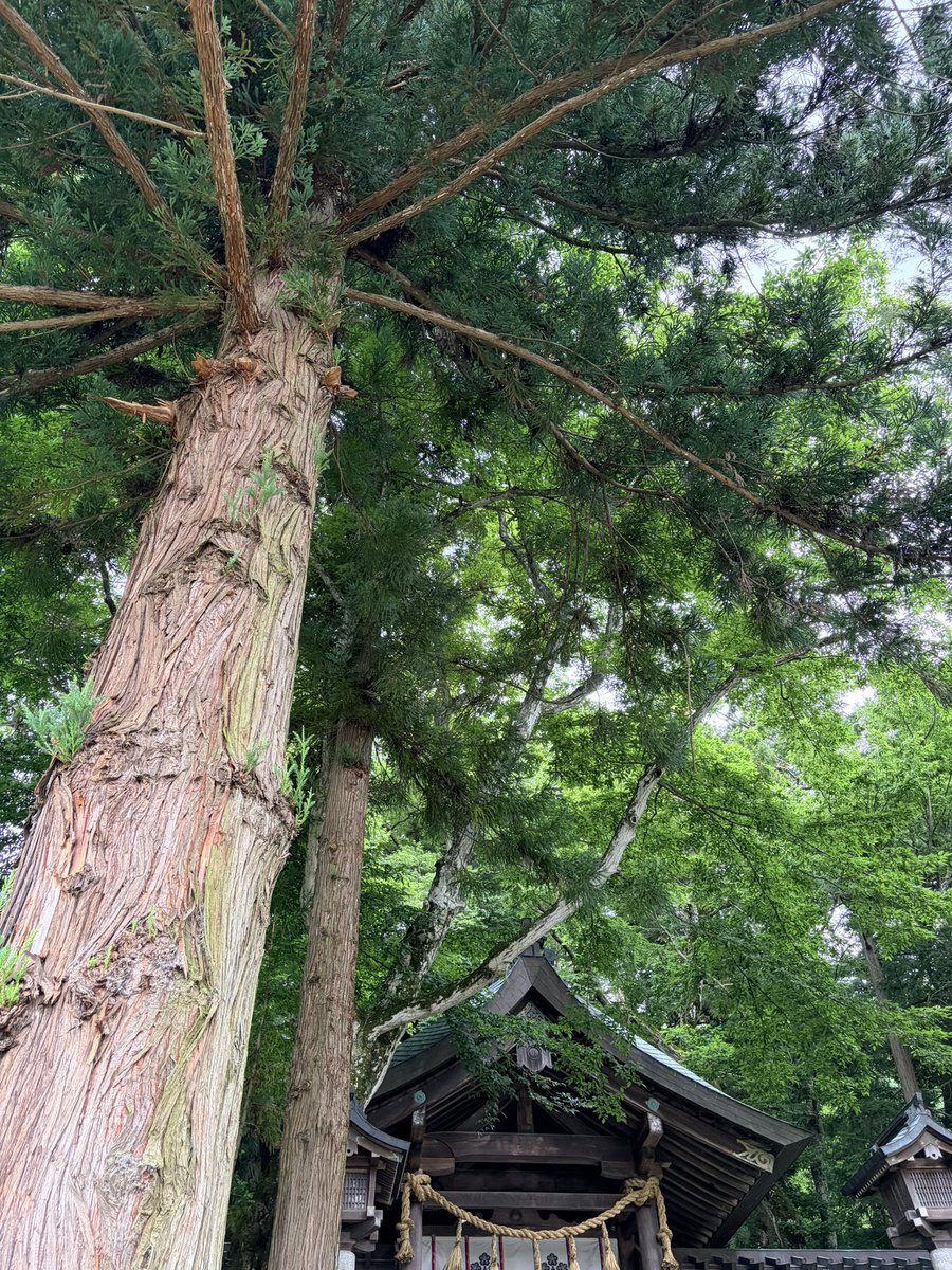 min_cury's tweet photo. ☑︎諏訪大社

四社めぐりをしてきました
どの神社も空気が澄んでて長野好きだなという気持ちが戸隠同様湧いてきた参拝タイム

最後にお伺いした上社前宮の清流「水眼」に浄化された感覚が凄く、呼吸がしやすいよき時間を過ごすことができました。

水属性神社まわりももうすぐで終わり、 https://t.co/g00dmMaXEV