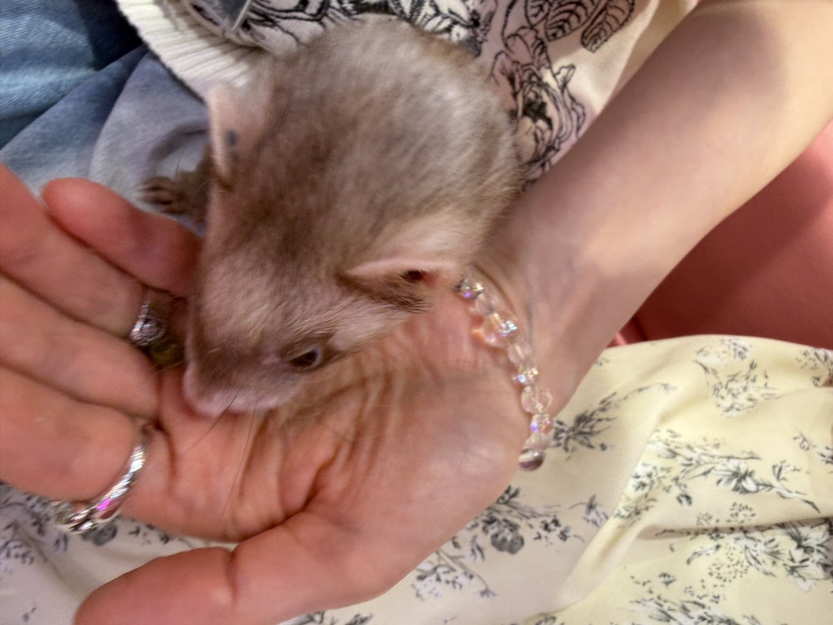 arararen's tweet photo. 可愛い生き物と触れ合ってきた✨ https://t.co/sf5a2LXfrG