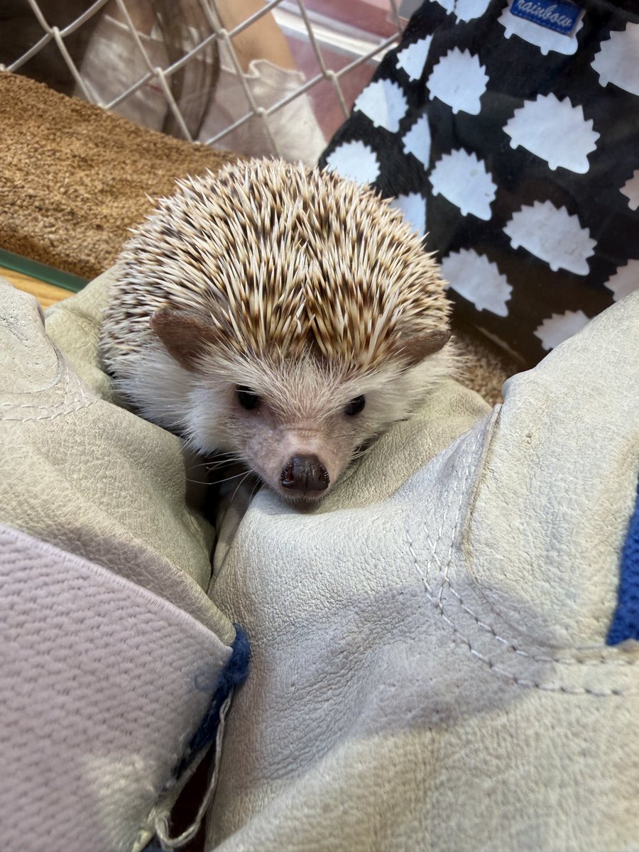 arararen's tweet photo. 可愛い生き物と触れ合ってきた✨ https://t.co/sf5a2LXfrG
